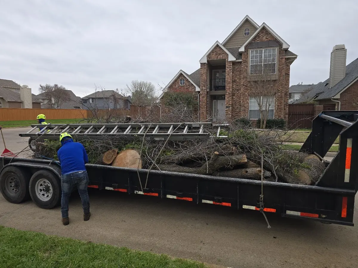 Expert Deadwooding with proper safety equipment in Watervliet